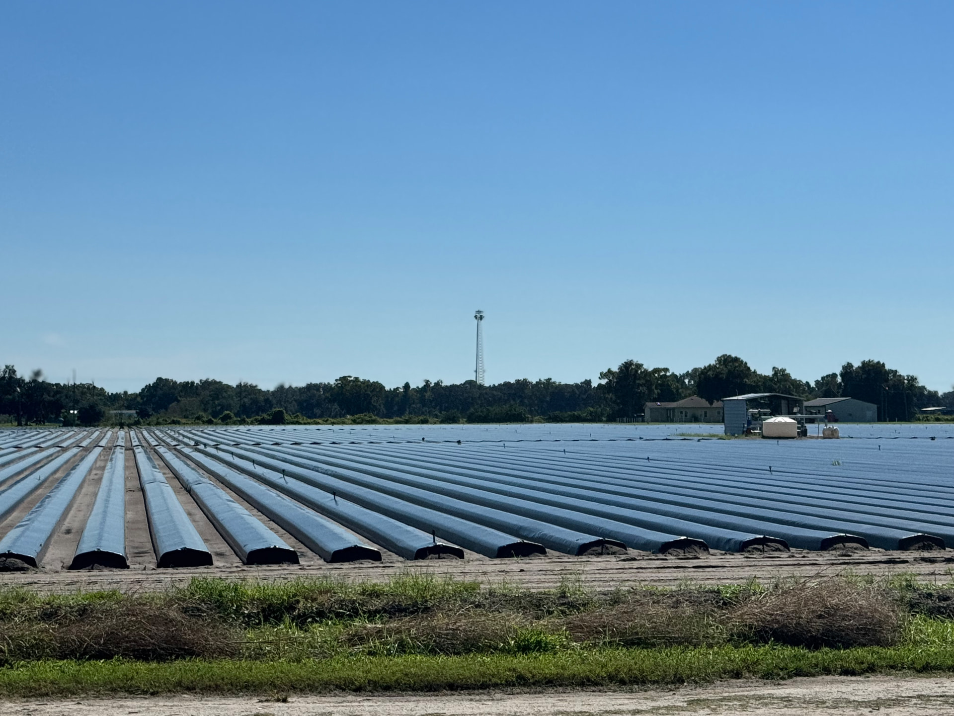 Covered strawberry rows on a neighboring farm in Bealsville, Florida