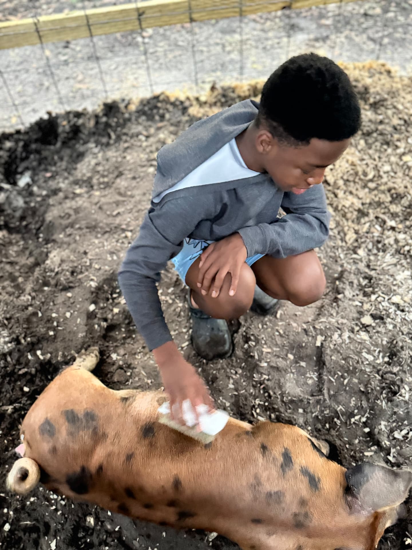 Ethan brushing Frankie Mae in her livestock pen