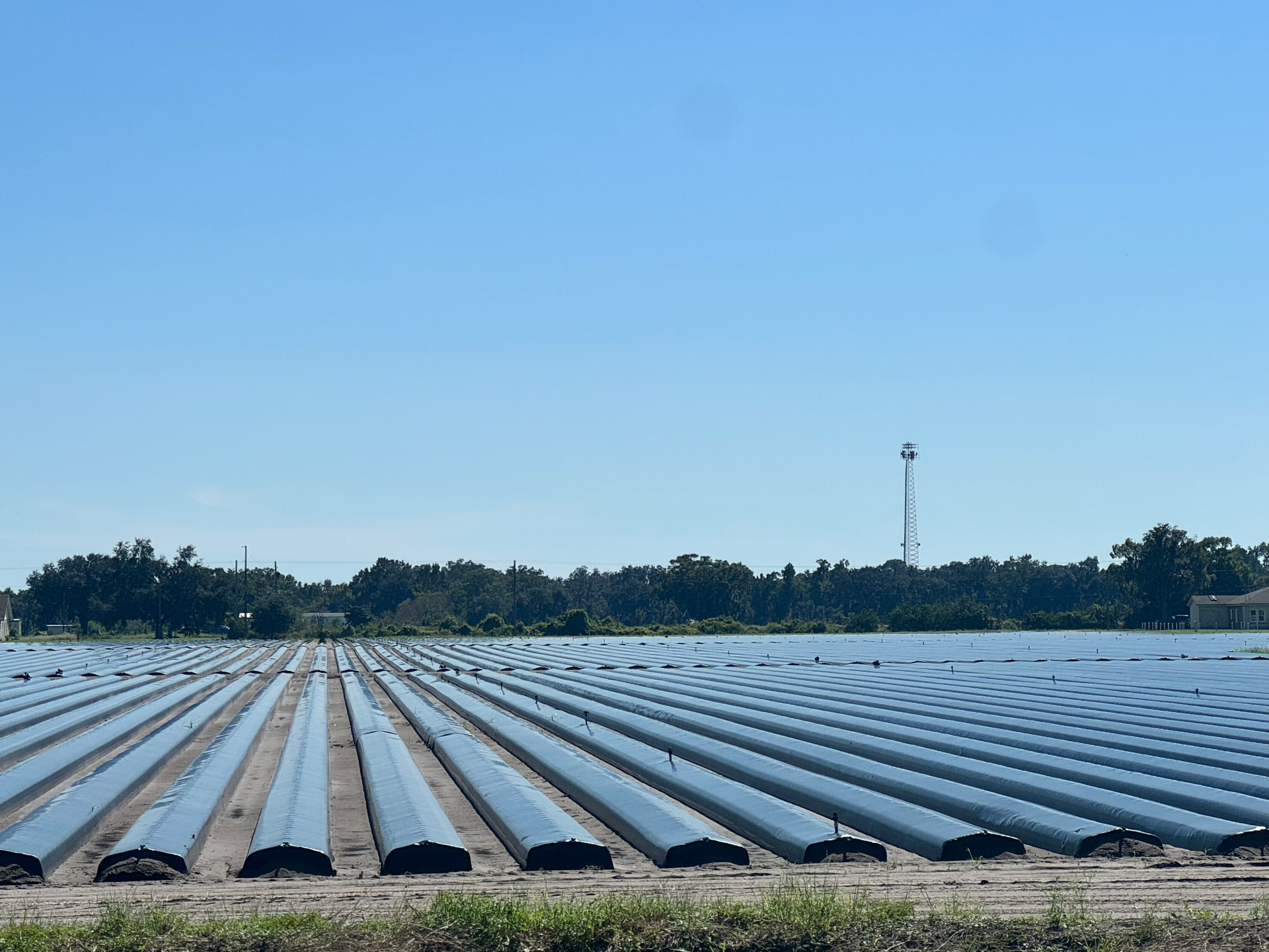 Long agricultural rows on a neighboring strawberry farm in Bealsville, Florida